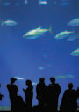 Monterey Bay Aquarium